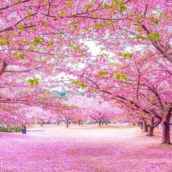 Khúc ca muôn thuở