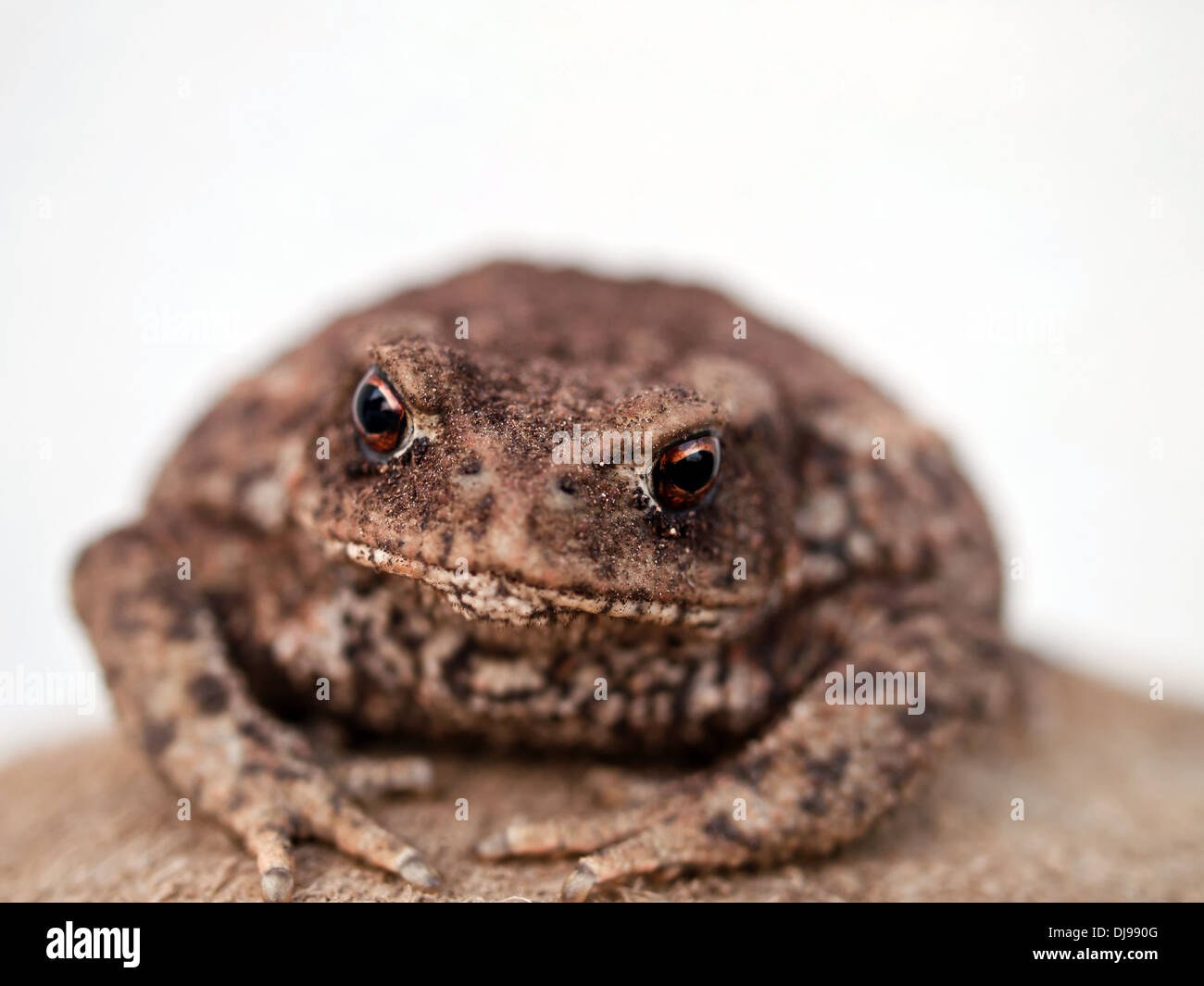Bullfrog Brown 