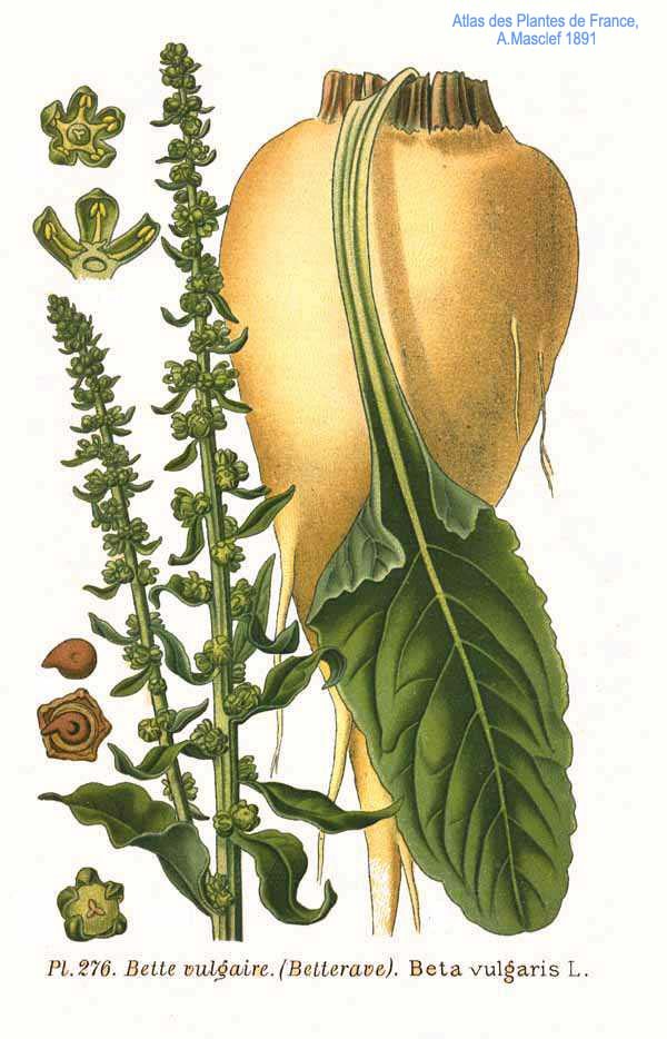 Củ Cải Đường