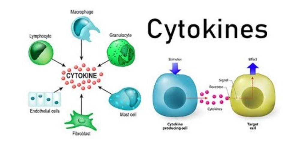 CYTOKINE