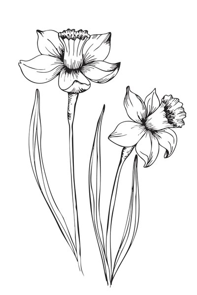 Daffodil