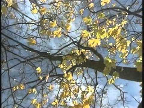 Ngôi Sao Ban Chiều