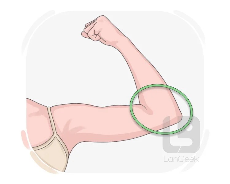 Elbow