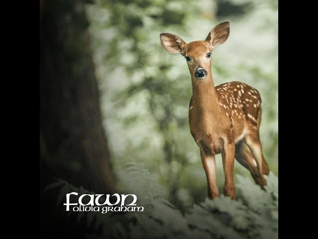 Fawn