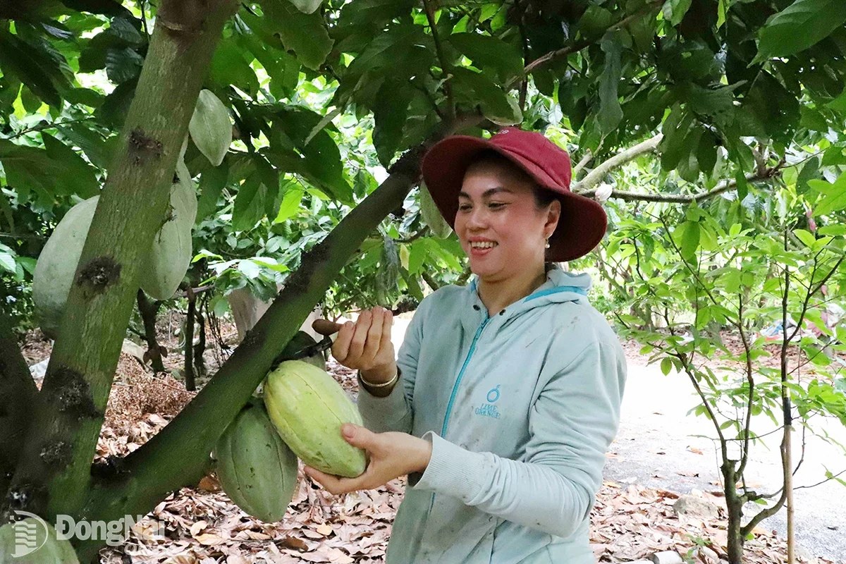 Green Cacao