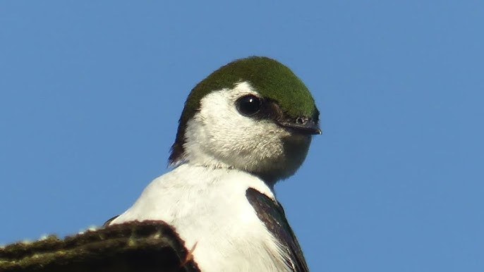 Green Swallow