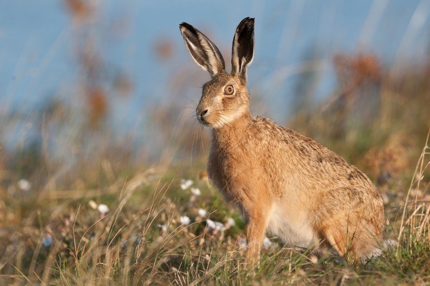 Hare