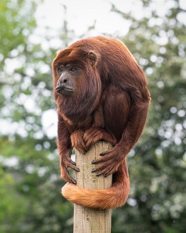 Howler