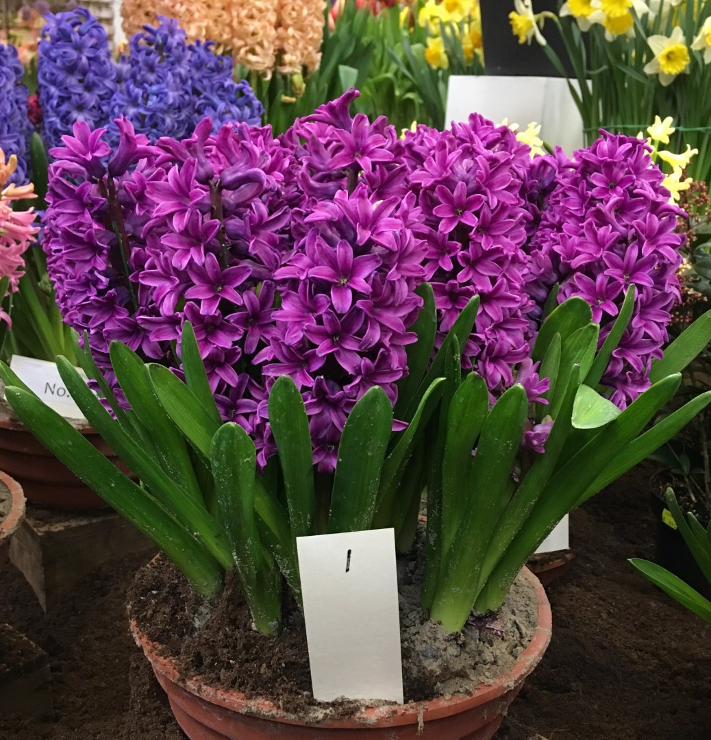 Hyacinth