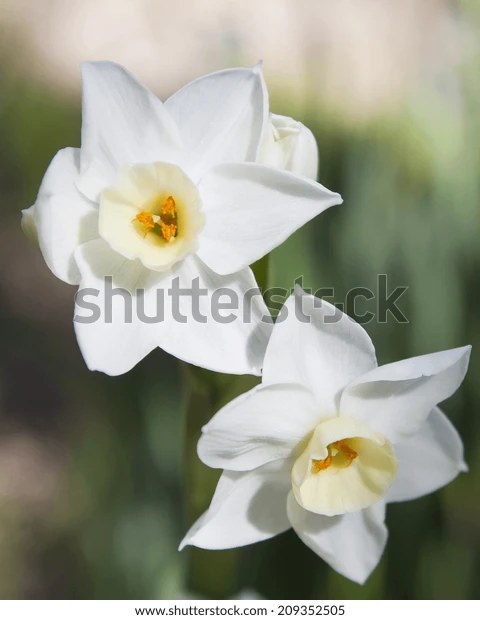 Jonquil 