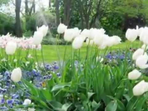 Quê hương một đoá sen hồng