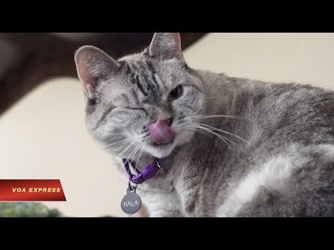 房東的貓 ( Mèo của chủ nhà)