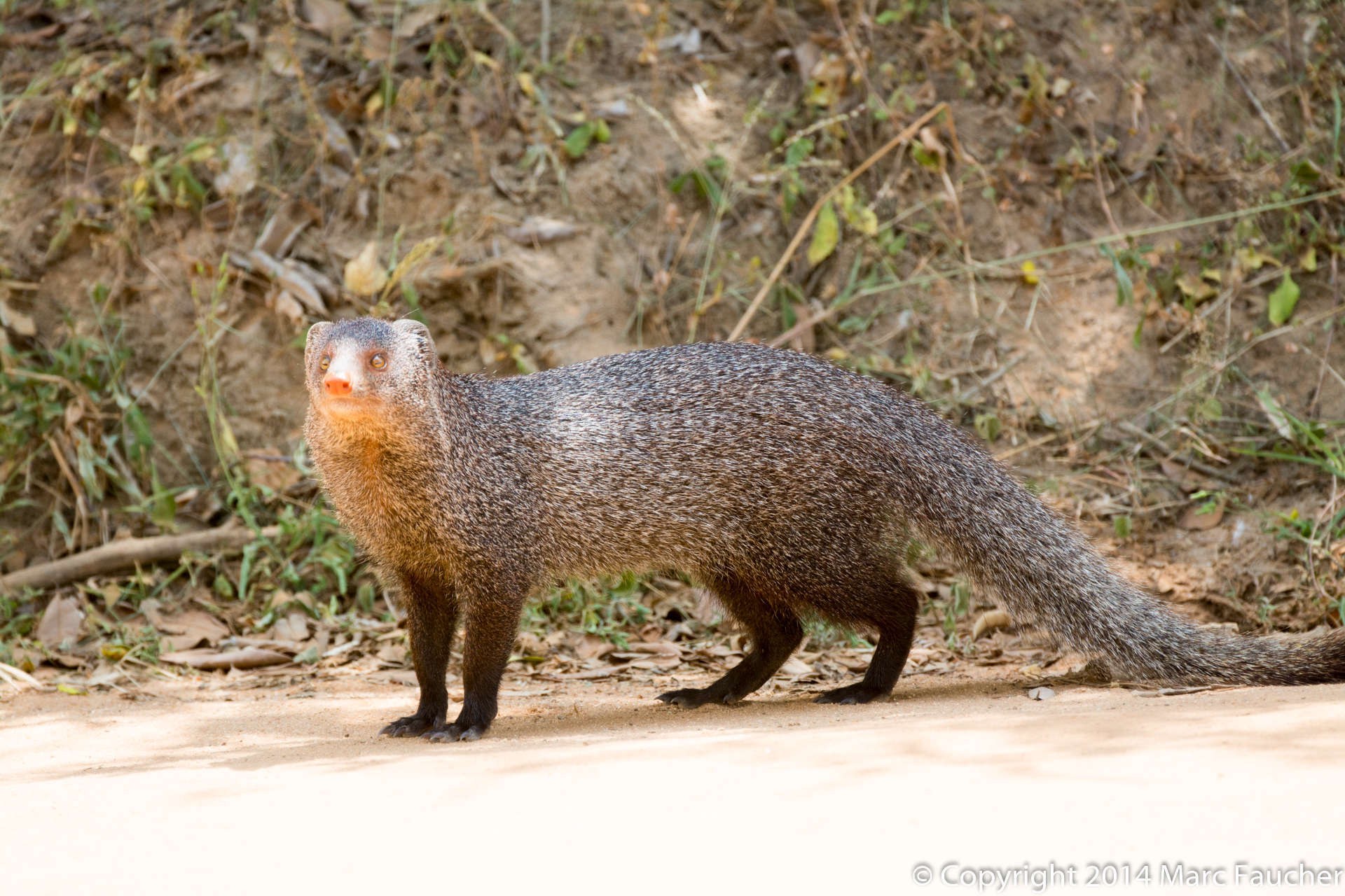 Mongoose
