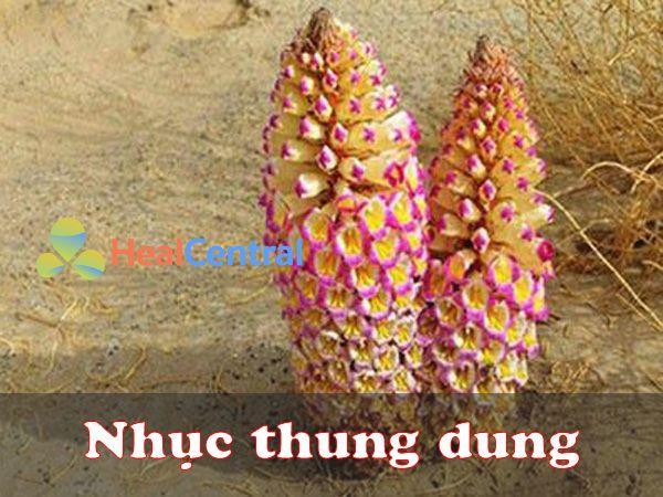 Tình Yêu Trên Tik Tok (Chia Anh Làm Một Phần Hai Thịt)