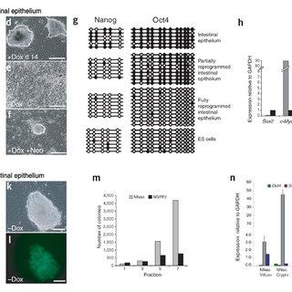 Mơ Về Anh (Eu Te Mao)