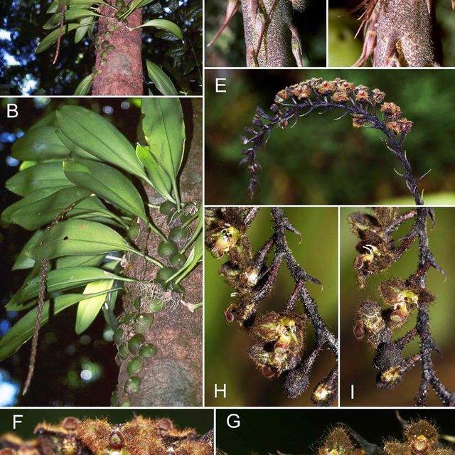 Lá Thu (Autumn Leaves)