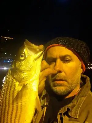 NY Fish / New York Fish