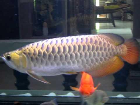 Pang Long