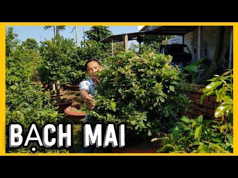 Phạm Mai Bách
