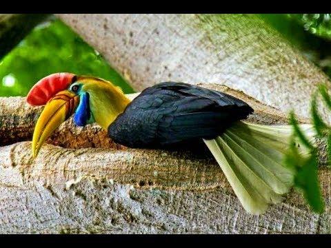 Sơ Kiến (初见) (Đông Cung OST)