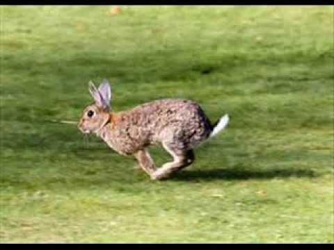 Rabbit Run