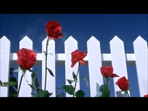 Sau này hãy gặp lại nhau khi hoa nở