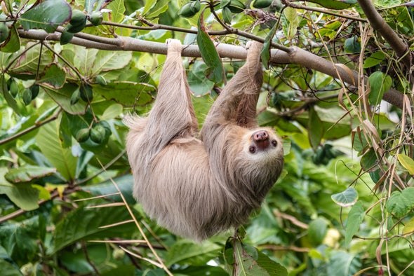 Sloth
