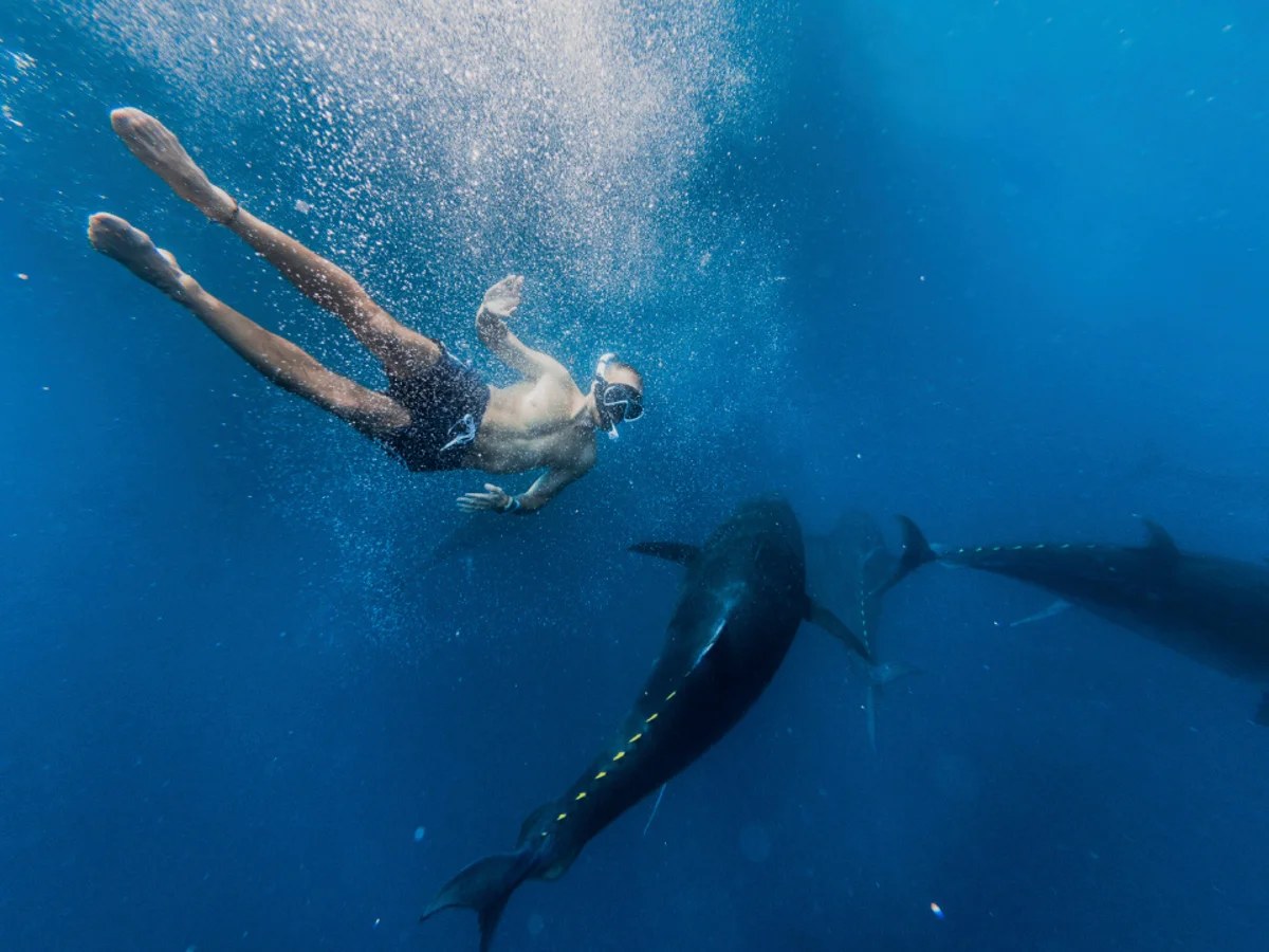 Swimmin' Fish
