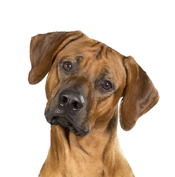 Thinking Dogs