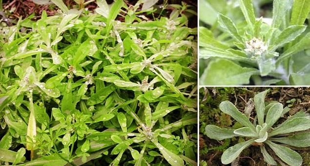 Đơn phương một cuộc tình