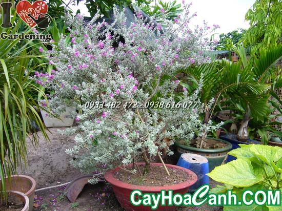 Đập Vỡ Cây Đàn