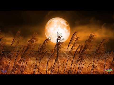 Hạt nắng sân trường