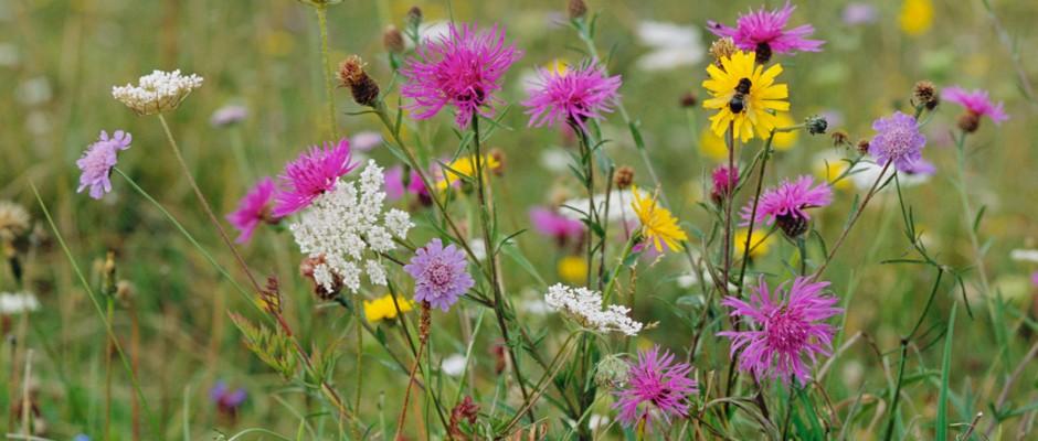 When I Really Come Alive