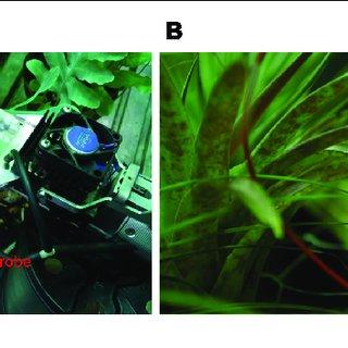 Vết Thương Trong Tim