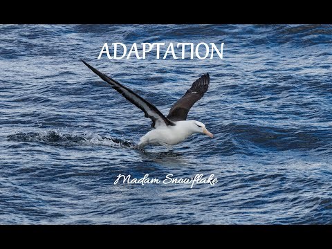 Adaptation