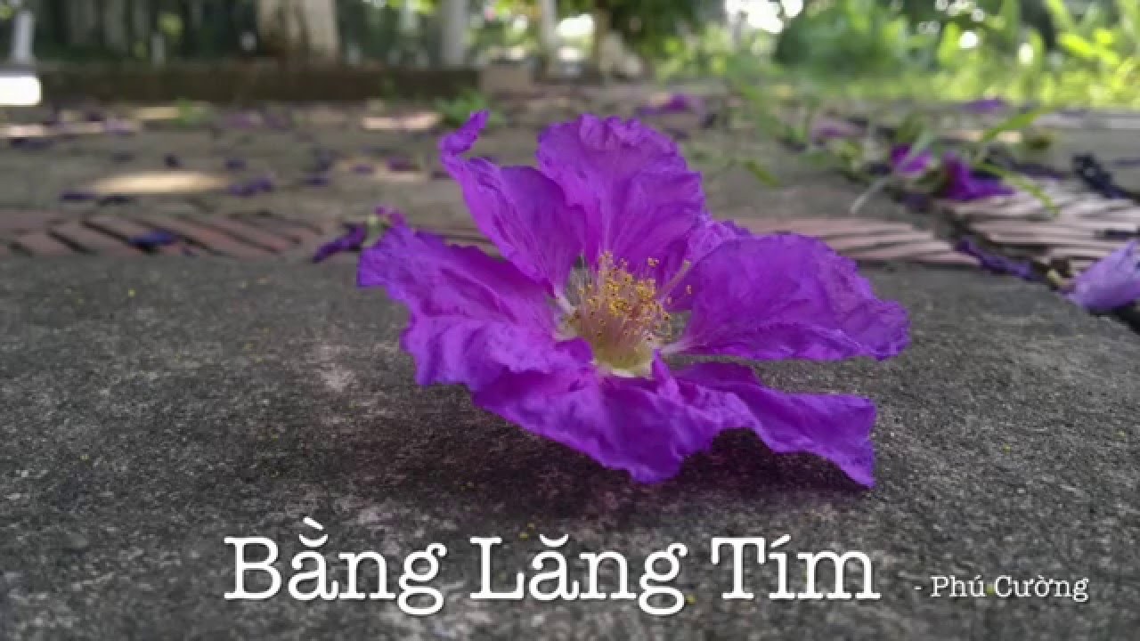 Bằng Lăng Tím