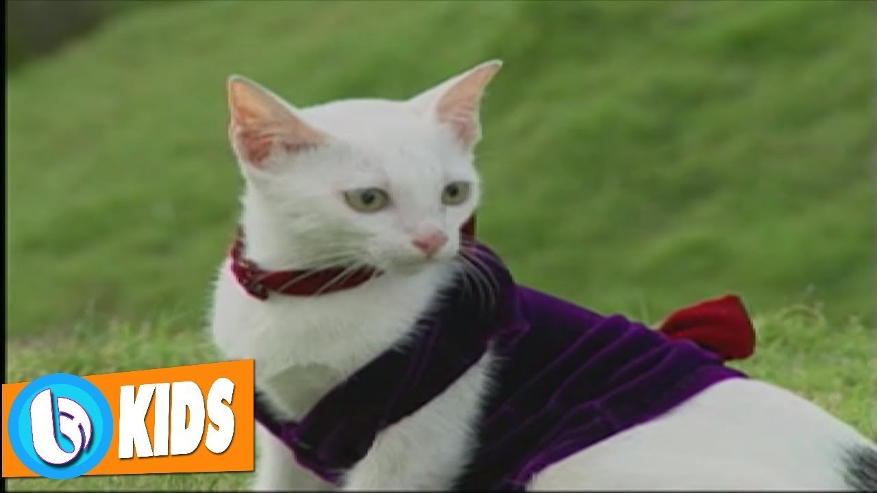 Bé Dạy Mèo Con