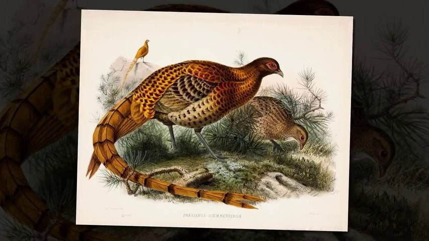 Cánh chim và trẻ thơ (L’oiseau et l’enfant)