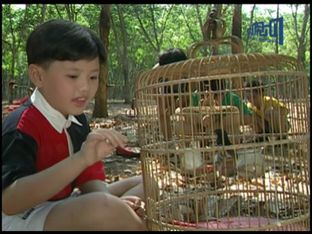 Chim Chích Chòe