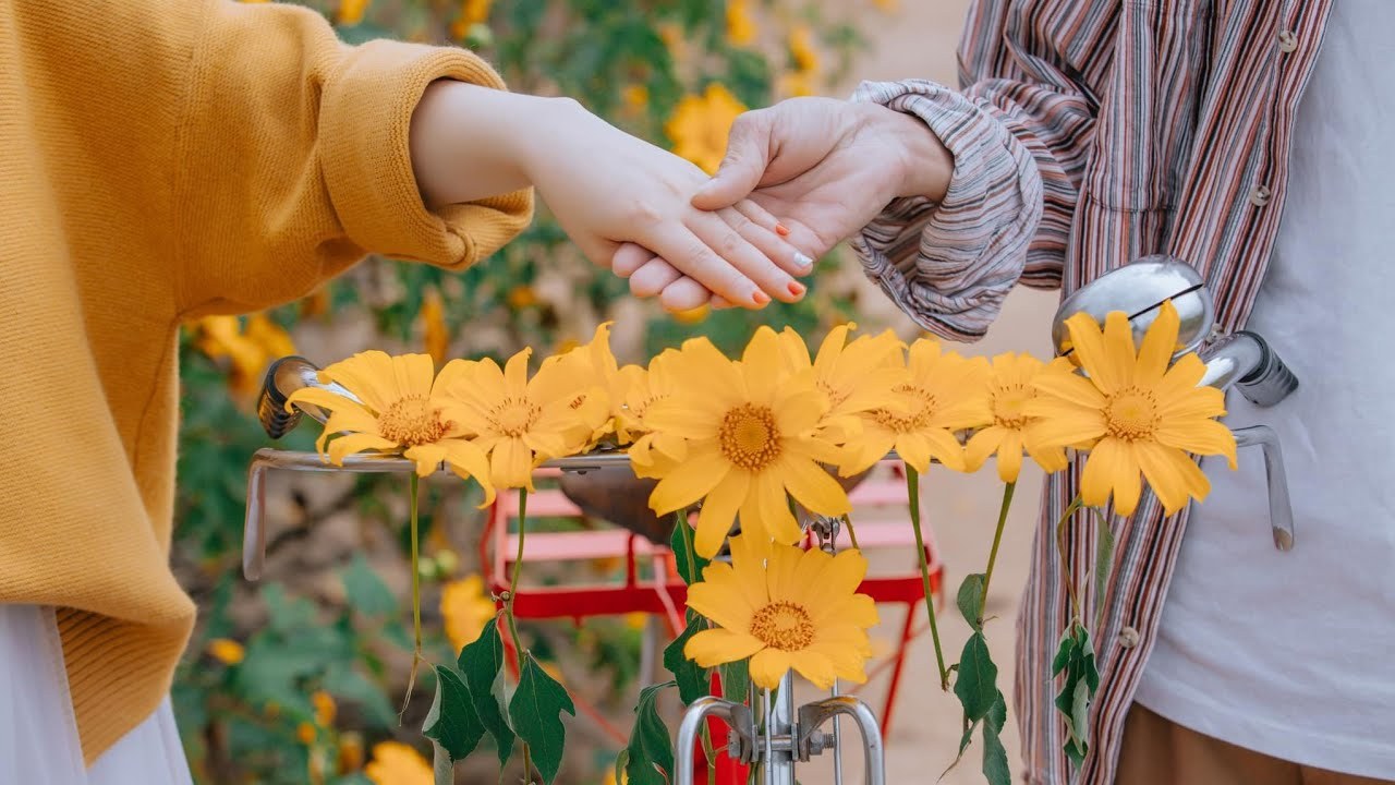 Chuyện tình hoa dã quỳ