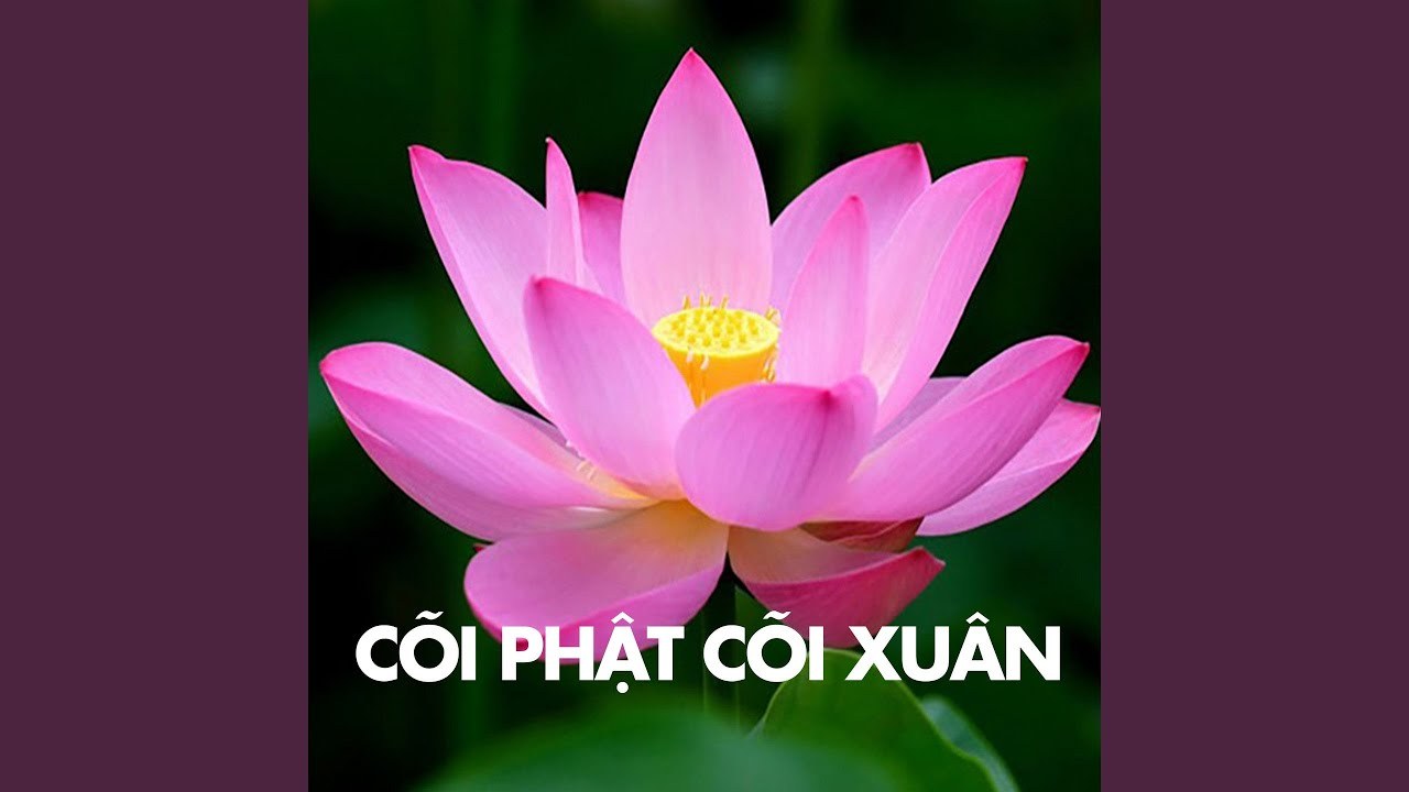 Cuộc sống vui