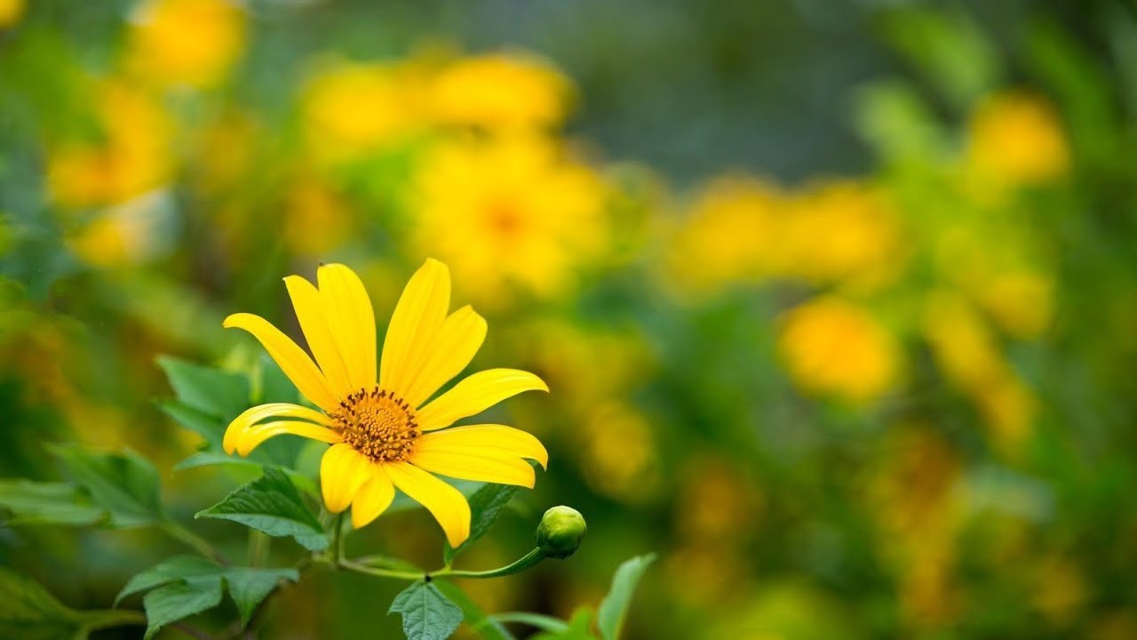 Dã Quỳ (Hoa Dã Quỳ OST)