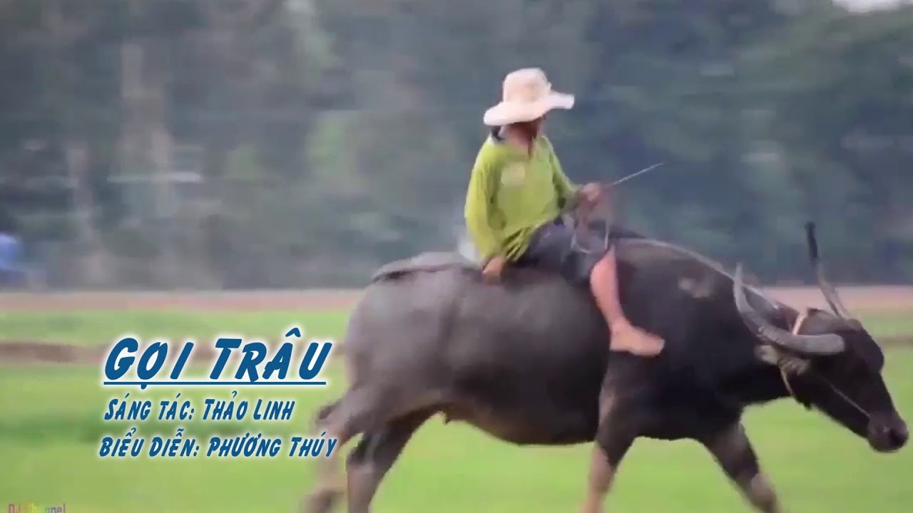 Gọi Trâu
