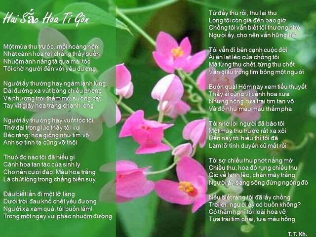 Hai sắc hoa tigôn