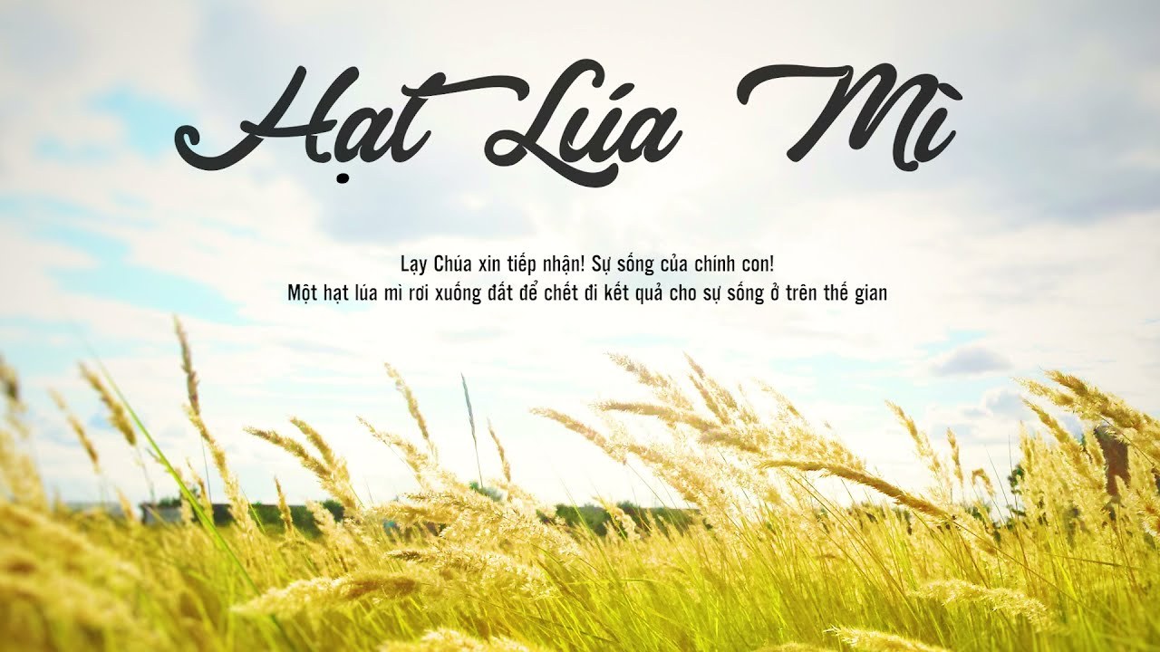 Hạt lúa mì