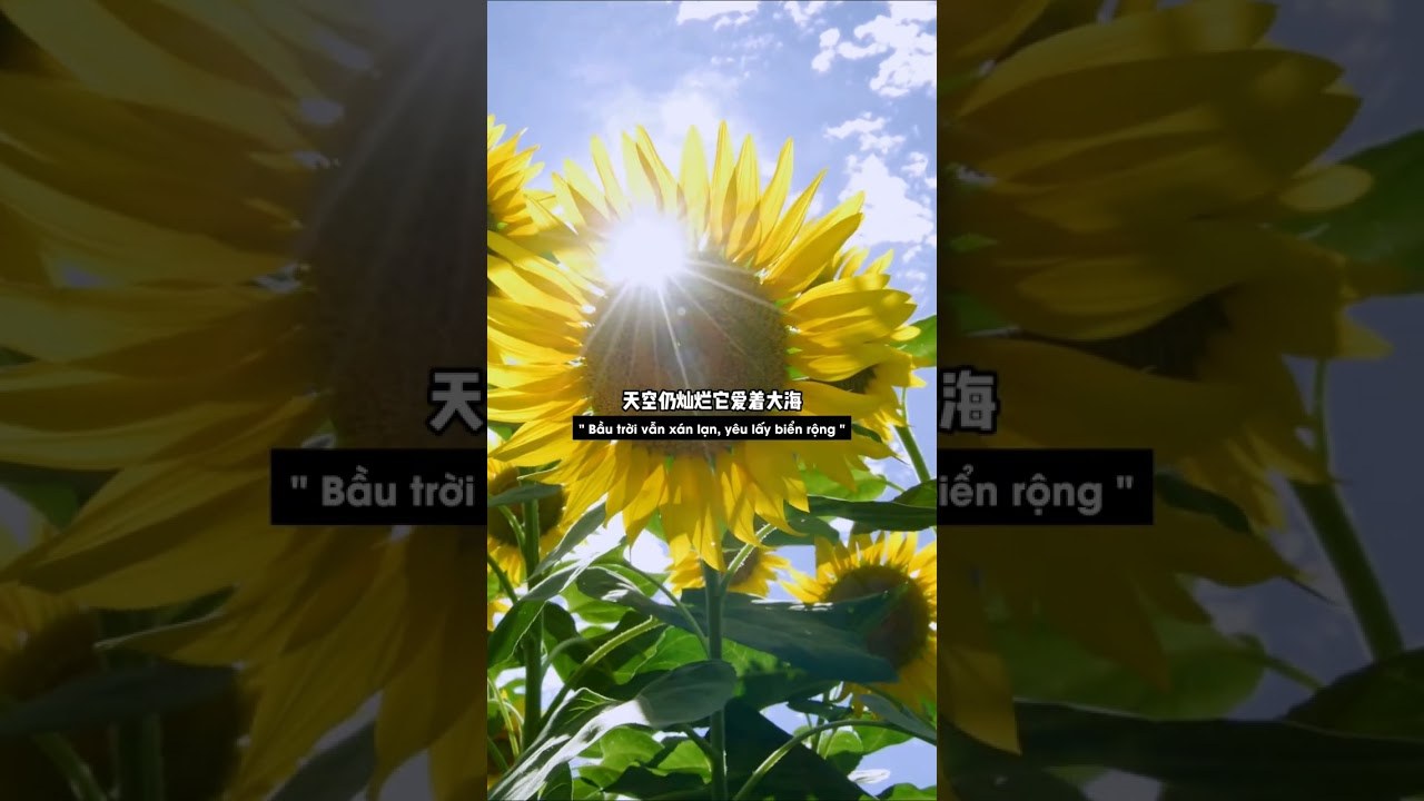花海 (Hoa Hải)