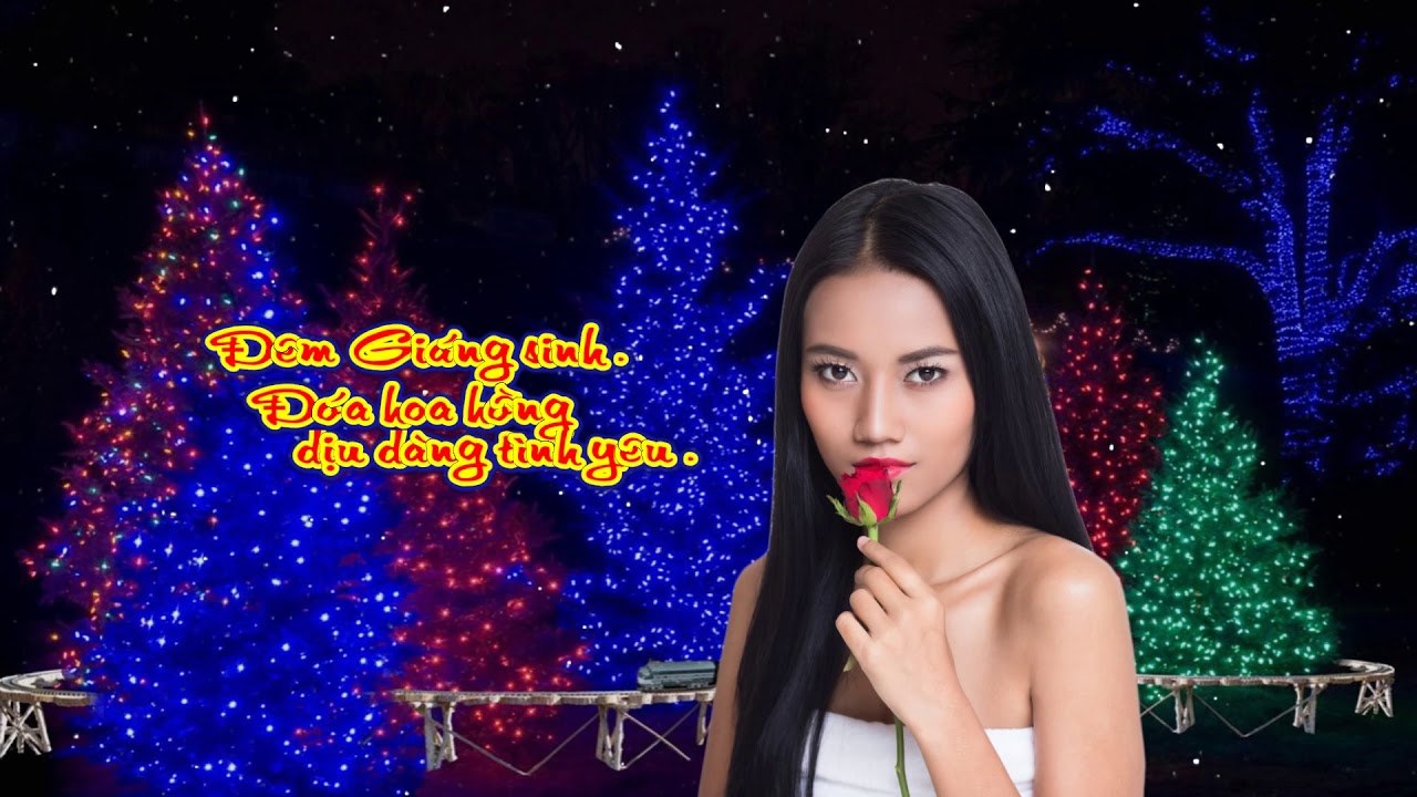 Hoa hồng đêm Noel