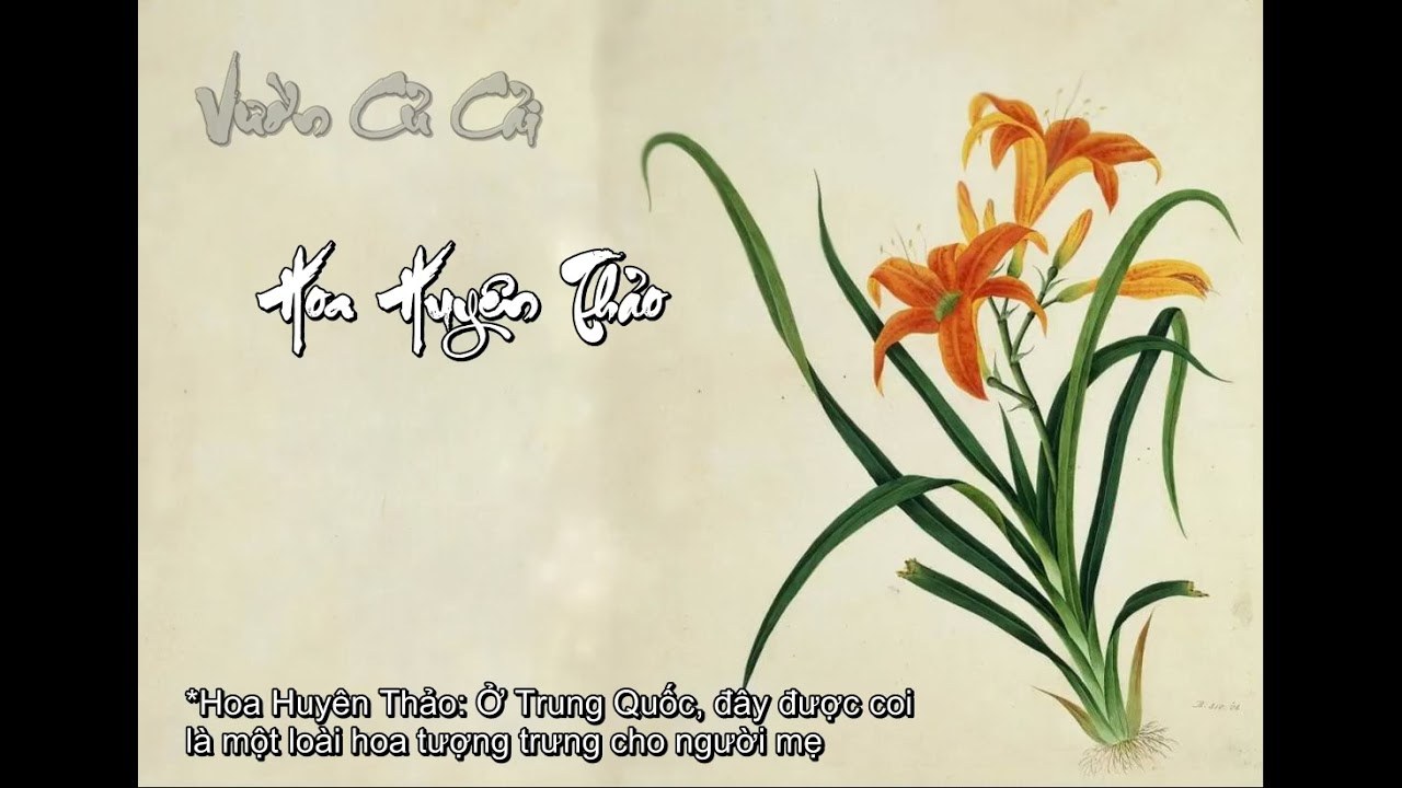 Hoa Huyên Thảo (萱草花)