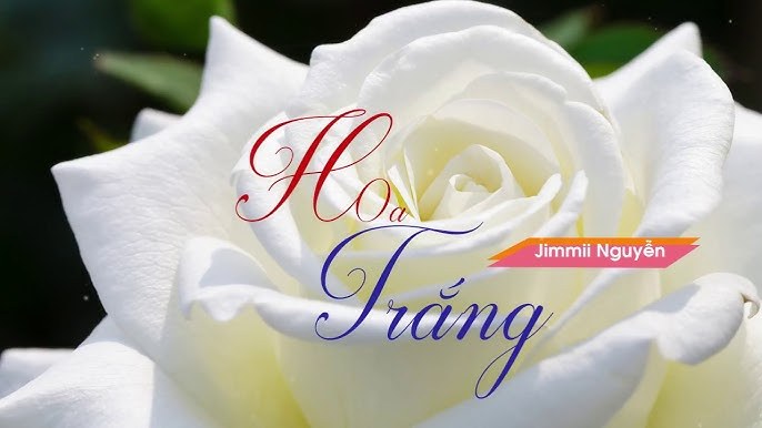 Hoa Trắng (Love Story)