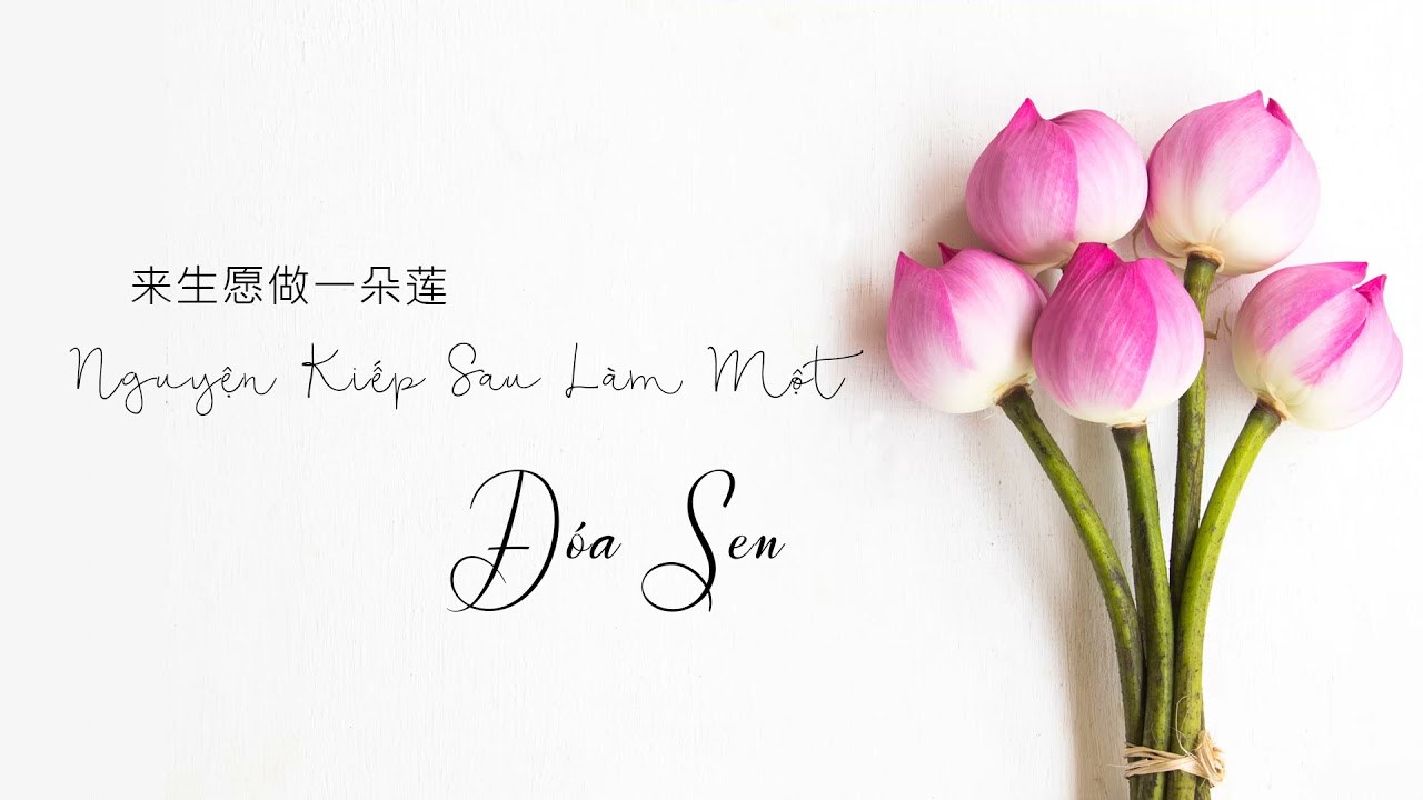 Kiếp Sau Nguyện Làm Một Đóa Sen (来生愿做一朵莲)